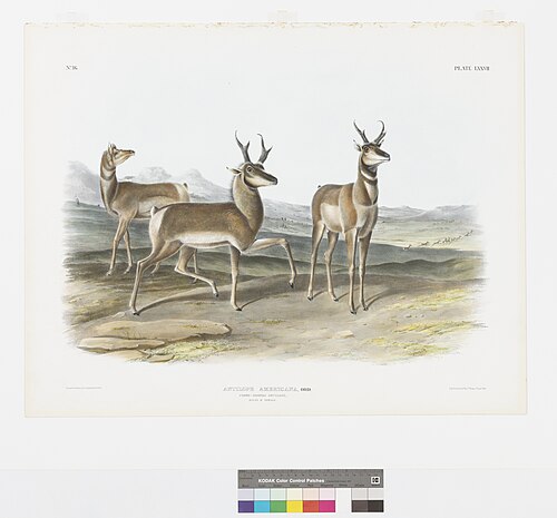 Pronghorn