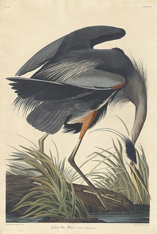 Great blue heron
