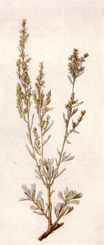 Big sagebrush