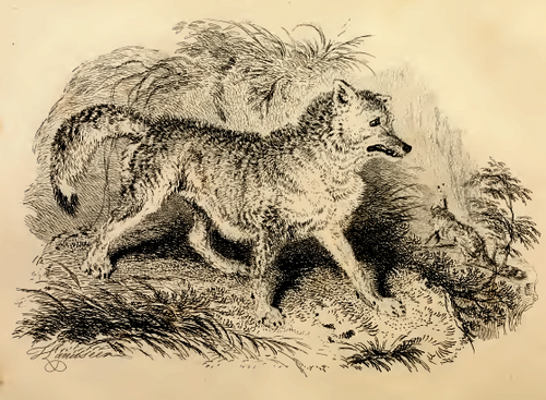 Coyote
