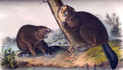 Beaver