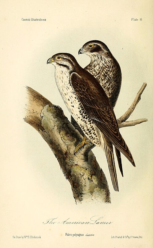 Prairie falcon