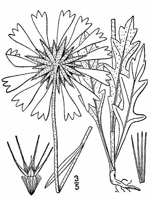 Blanketflower