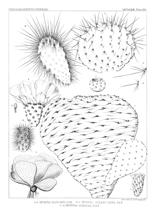 Plains prickly pear