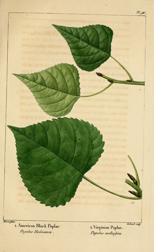 Plains cottonwood