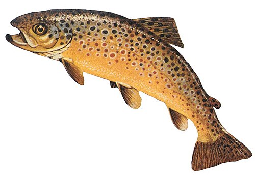 Brown trout