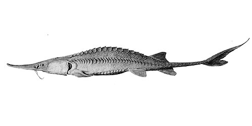 Pallid sturgeon