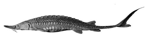 Shovelnose sturgeon