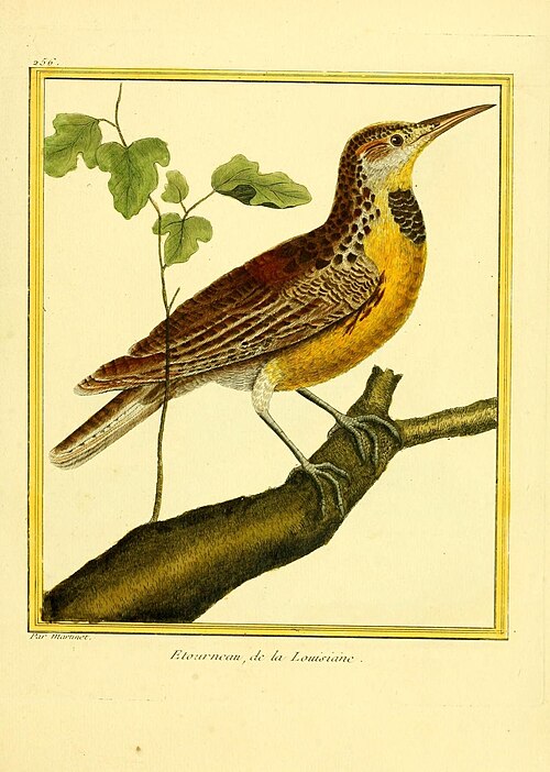 Western meadowlark