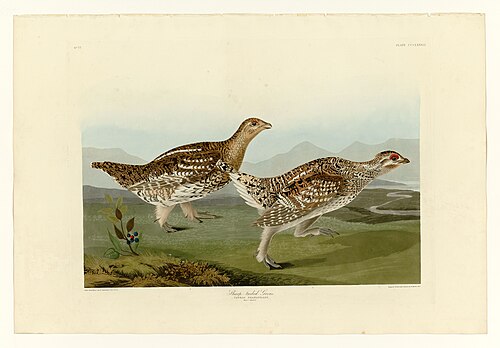 Sharp-tailed grouse