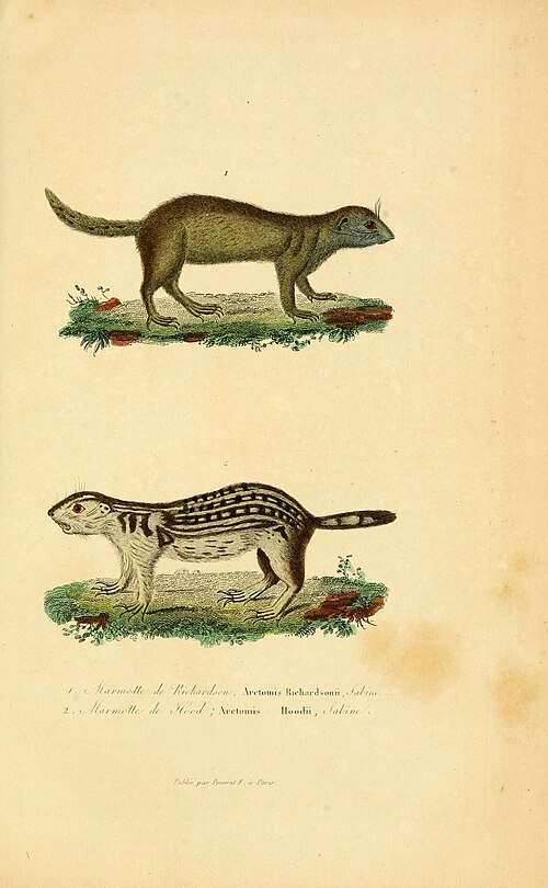 Richardson's ground squirrel